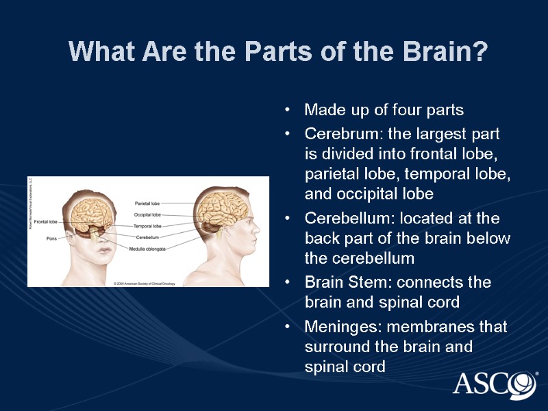 What Are the Parts of the Brain? Made up of four parts Cerebrum: the